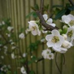 Chaenomoles 'nivalis'