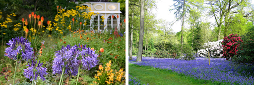 Meander through Bowood's Rhododendrons