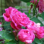 bright pink rose in bloom