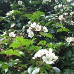 coopers burmese rose in bloom