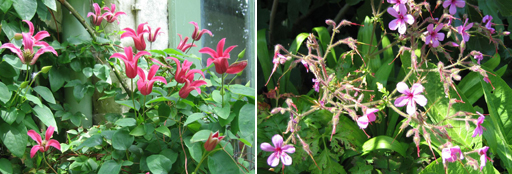 Clematis and Geranium July Offers | Allium Christophi