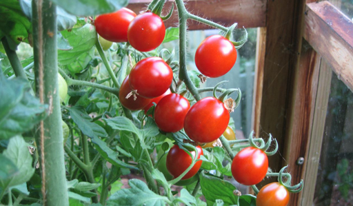 Sweet Olive Tomatoes Sweet Olive Tomatoes