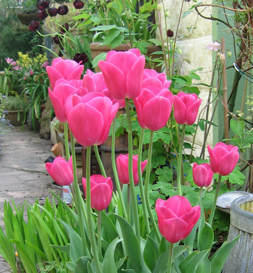 Bulbs Course’ Bulbs Course’