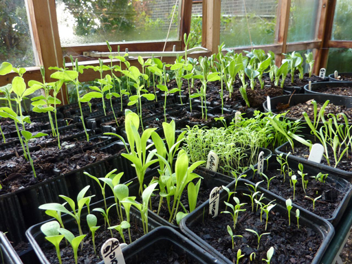 reenhouse Seedlings’