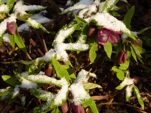 hellebore’