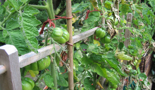 Outdoor Tomatoes Outdoor Tomatoes