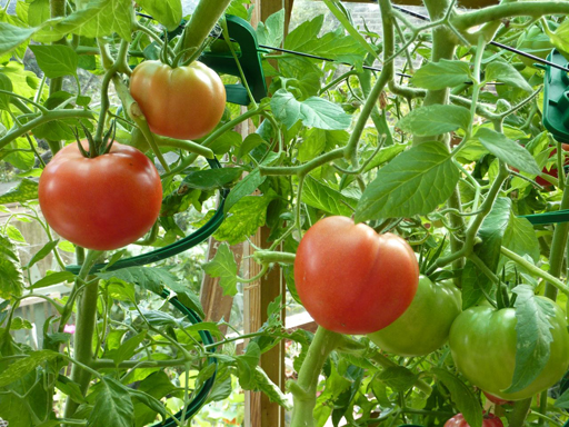 Tomatoes Tomatoes’