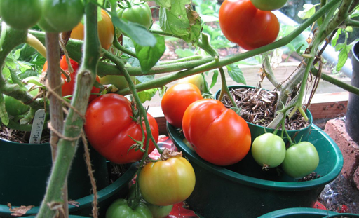 Tomatoes Tomatoes