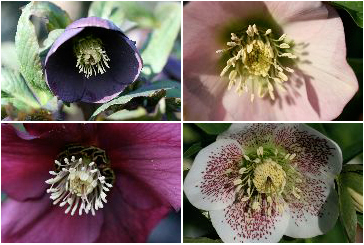 Wilgenbroek oriental hellebores’ Wilgenbroek oriental hellebores’