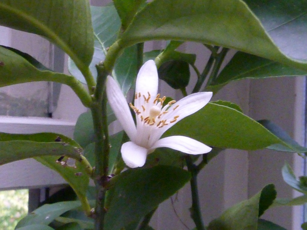 Lemon tree blossom Lemon tree blossom