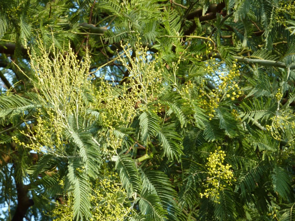 mimosa-flowers-are-beginning-to-open-2 Mimosa Flowers are beginning to open.