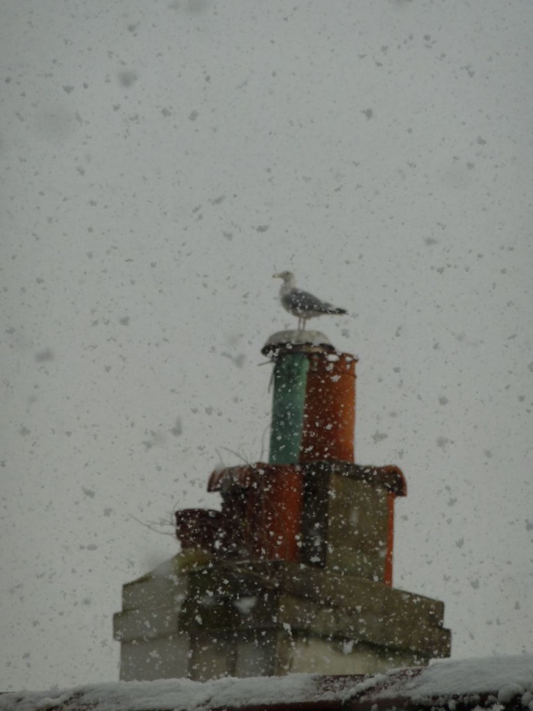 Seagull in the snow  It takes more than a blizzard to dislodge a seagull from its chimney pot!