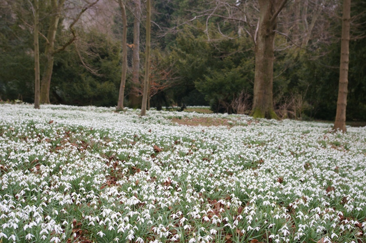 snowdrops-in-the-wood-a