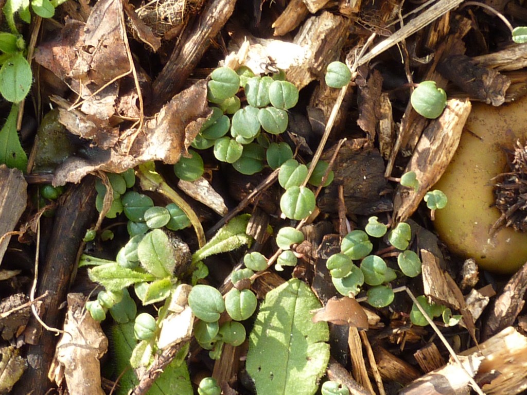tiny-cyclamen-seedlings-are-springing-up-in-the-woodland-area-in Tiny cyclamen seedlings are springing up in the woodland area.