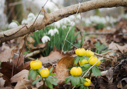 aconites aconites
