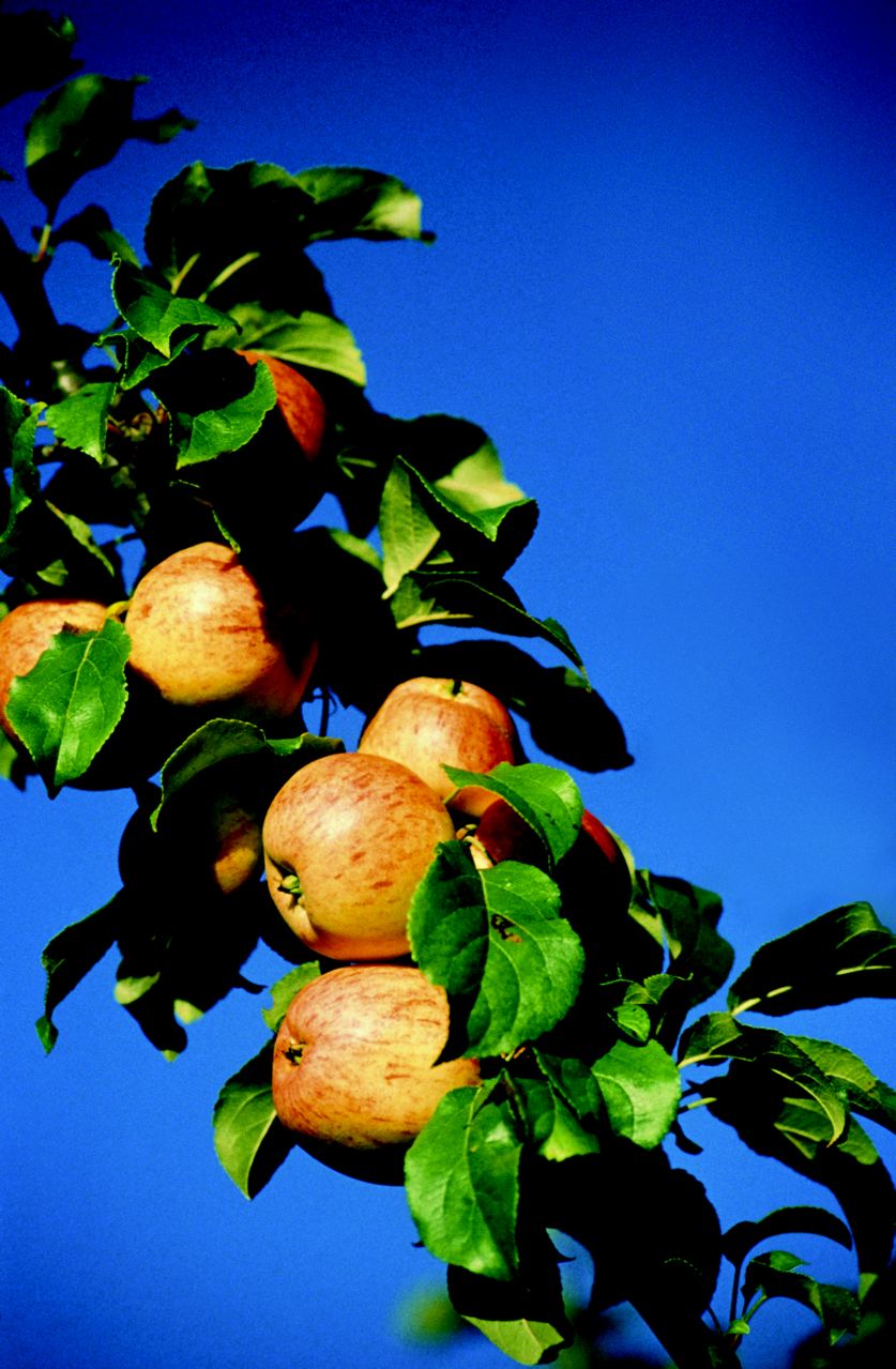 apple-tree Photo by J Hudson
