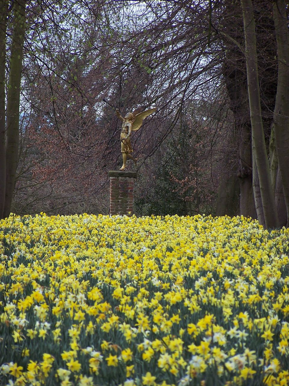 daffodils
