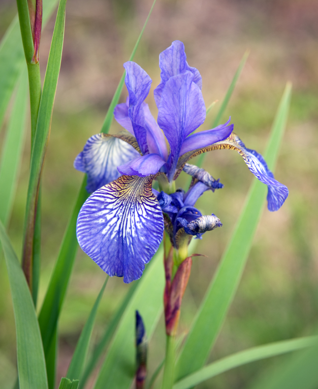 Siberian Iris Siberian Iris