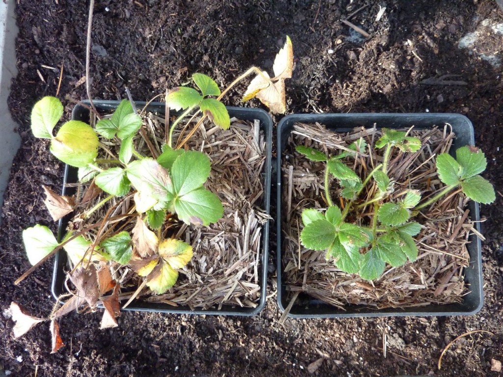 strawberries-in-coldframe