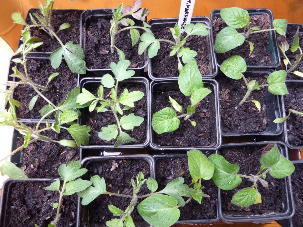 tomato-plants tomato-plants