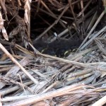 Look carefully and you can see the yellow beaks of baby robins