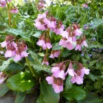 Bergenia omeiana