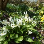 Erythronium