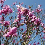 Magnolia