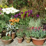 Dixter Pots