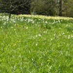 Dixter meadow with Snakeshead Fritillaries & Narcissi