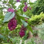 Buddleja colvilei in full bloom