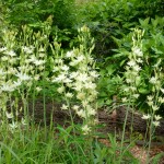 Cream camassias flower later than the blue