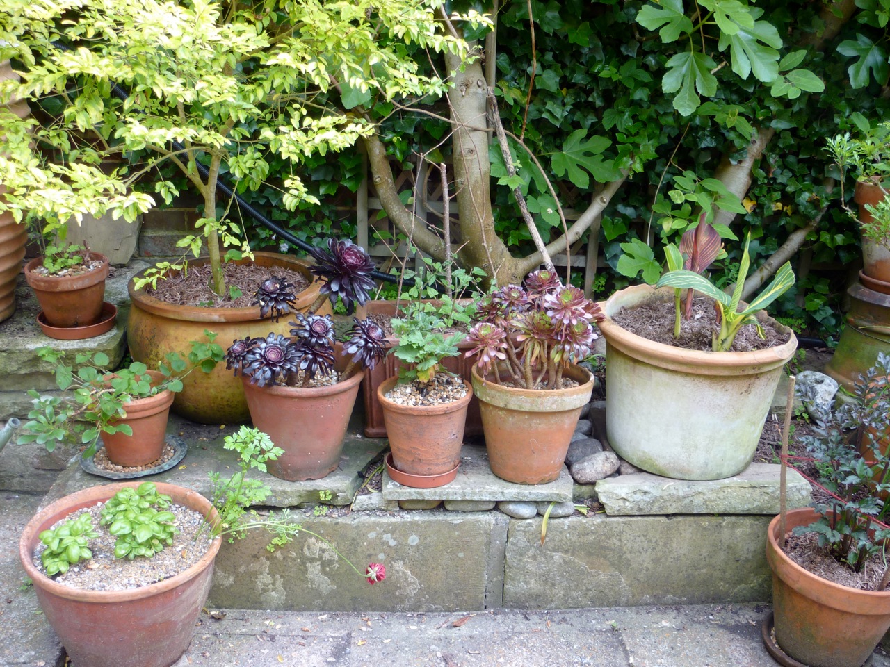 Pot Plants | The Enduring Gardener