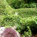 The ivy has had its summer haircut - all 30ft of it!