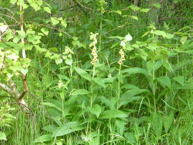 Digitalis grandis thrives in shady places