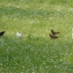 Chickens Chicken Heaven