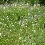 garden-meadow Meadow perfection