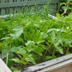 The  raised bed in the vegetable garden
