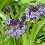 Scilla peruviana grow on the edge of the woodland area