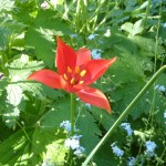 Tulipa sprengeri in the woodland area