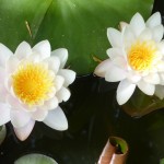 The first waterlilies in bloom in their large pot