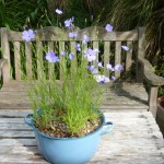 Silene Blue Angel