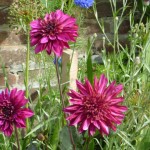 Dahlia Purple Haze