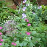 Salvia cerro potosi with allium