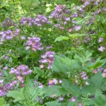 Rosa Veichenblau