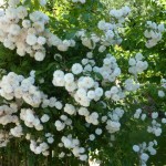 Rosa Felicite et Perpetue