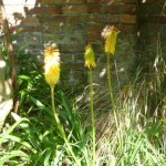 Not-so-red-hot-pokers