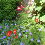 Geranium Roxanne, Shirley poppies and Dahlia Chimborazo