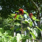 Sunflowers in the potager