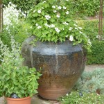 thunbergia White Thunbergia planted in the glazed pot at the centre of the White Garden